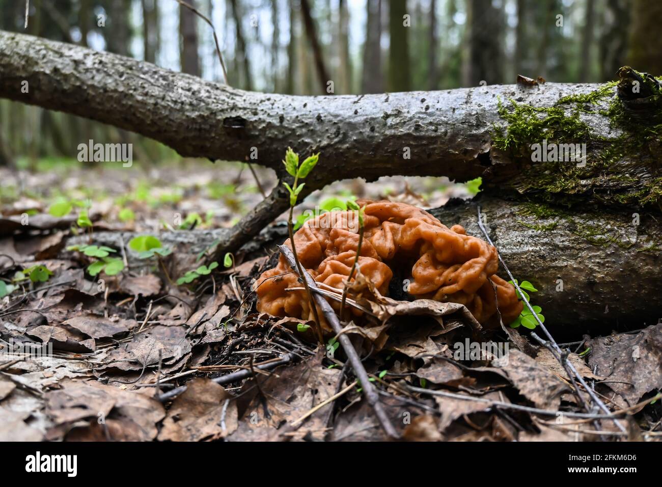 Pilzstichen. Die ersten essbaren Pilze aus dem Maiwald bei Moskau. Stockfoto