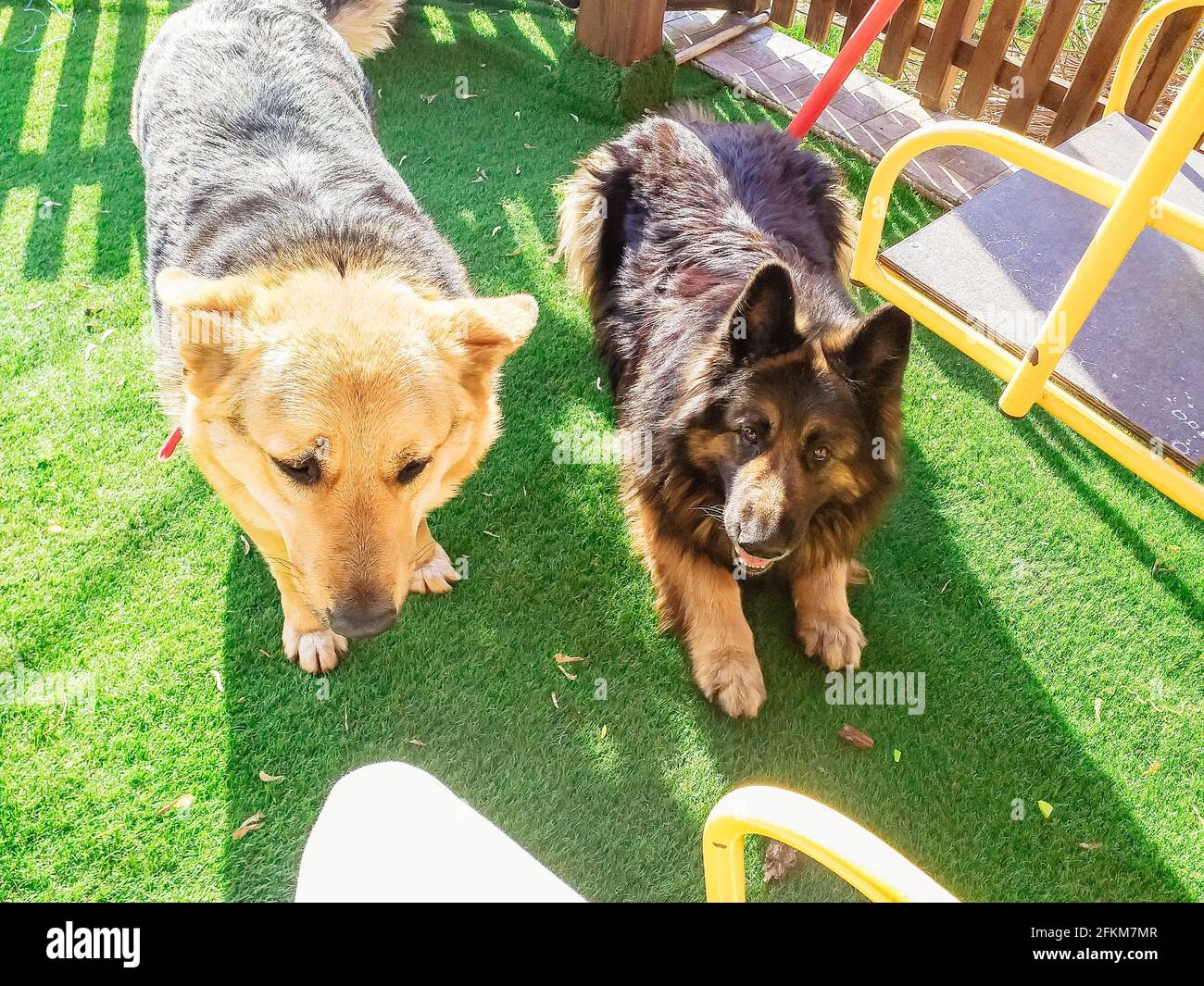 Ein entzückender alter deutscher Schäferhund und ein australisches Vieh Hund spielt in einem Park unter dem Sonnenlicht Stockfoto