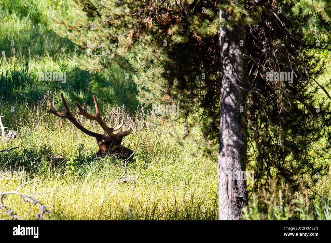 Elch hat sich horizontal auf einer Wiese im Yellowstone National Park, Wyoming, gebettet Stockfoto