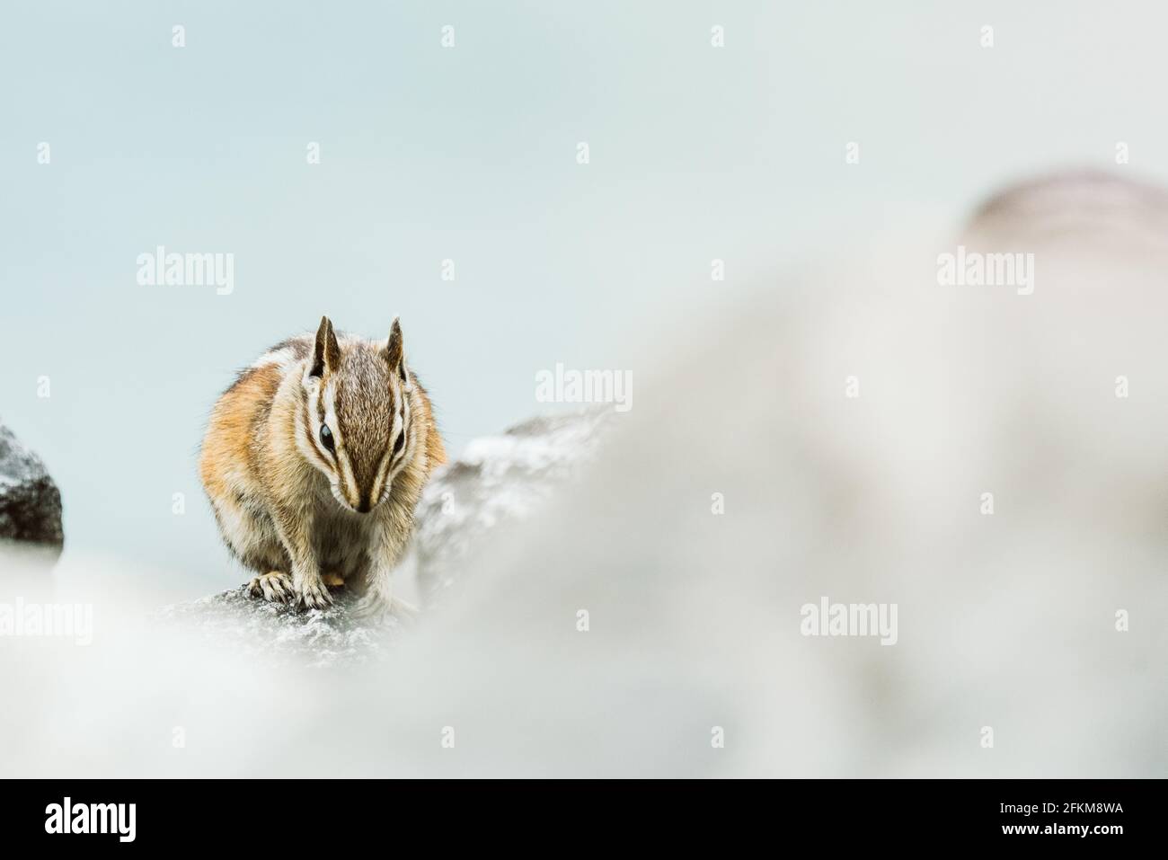 Nahaufnahme eines Gelbkiefer-Chipmunks Stockfoto