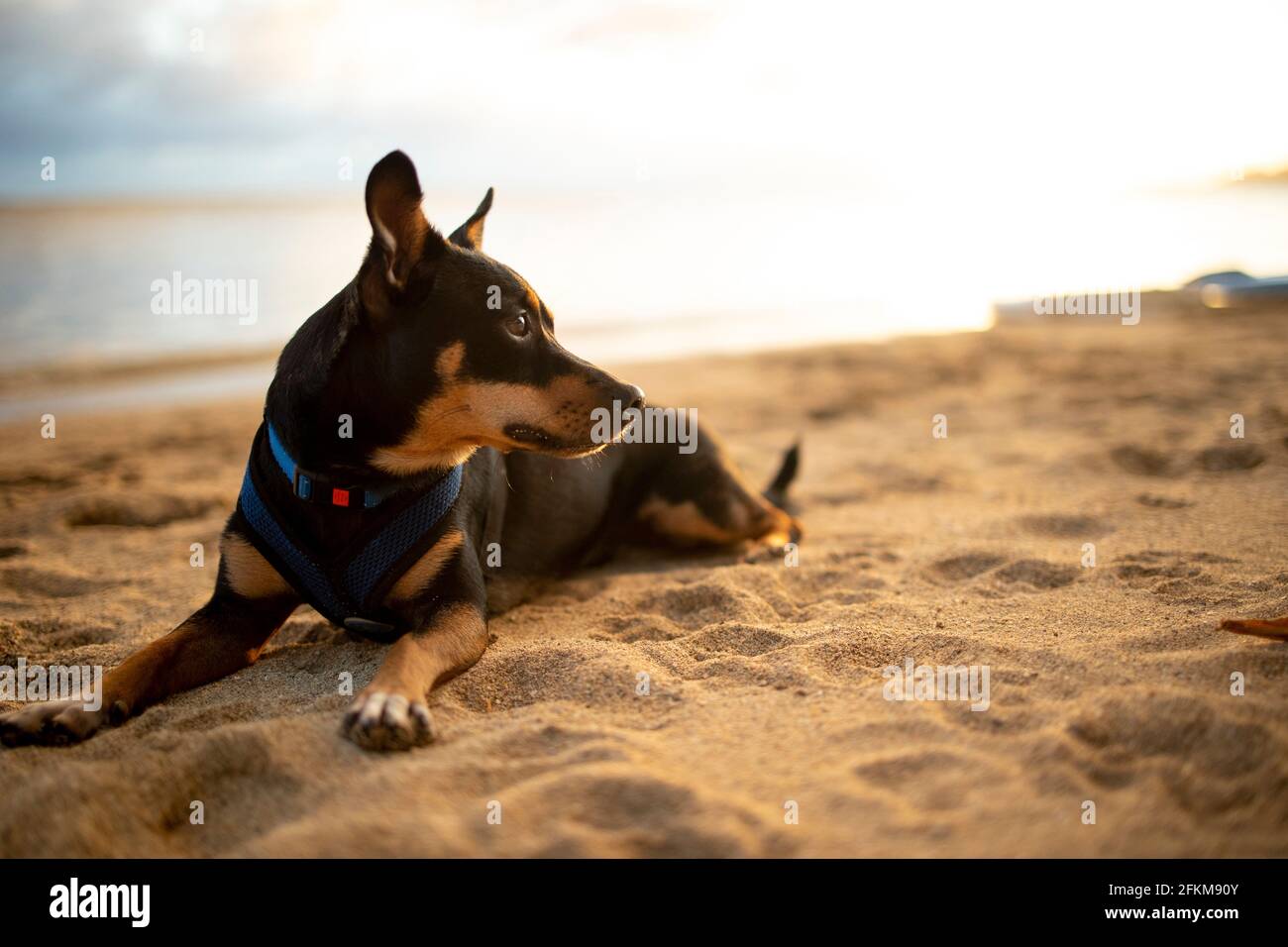 Hund mit Weste an einem Strand in Honolulu, Hawai'i Stockfoto