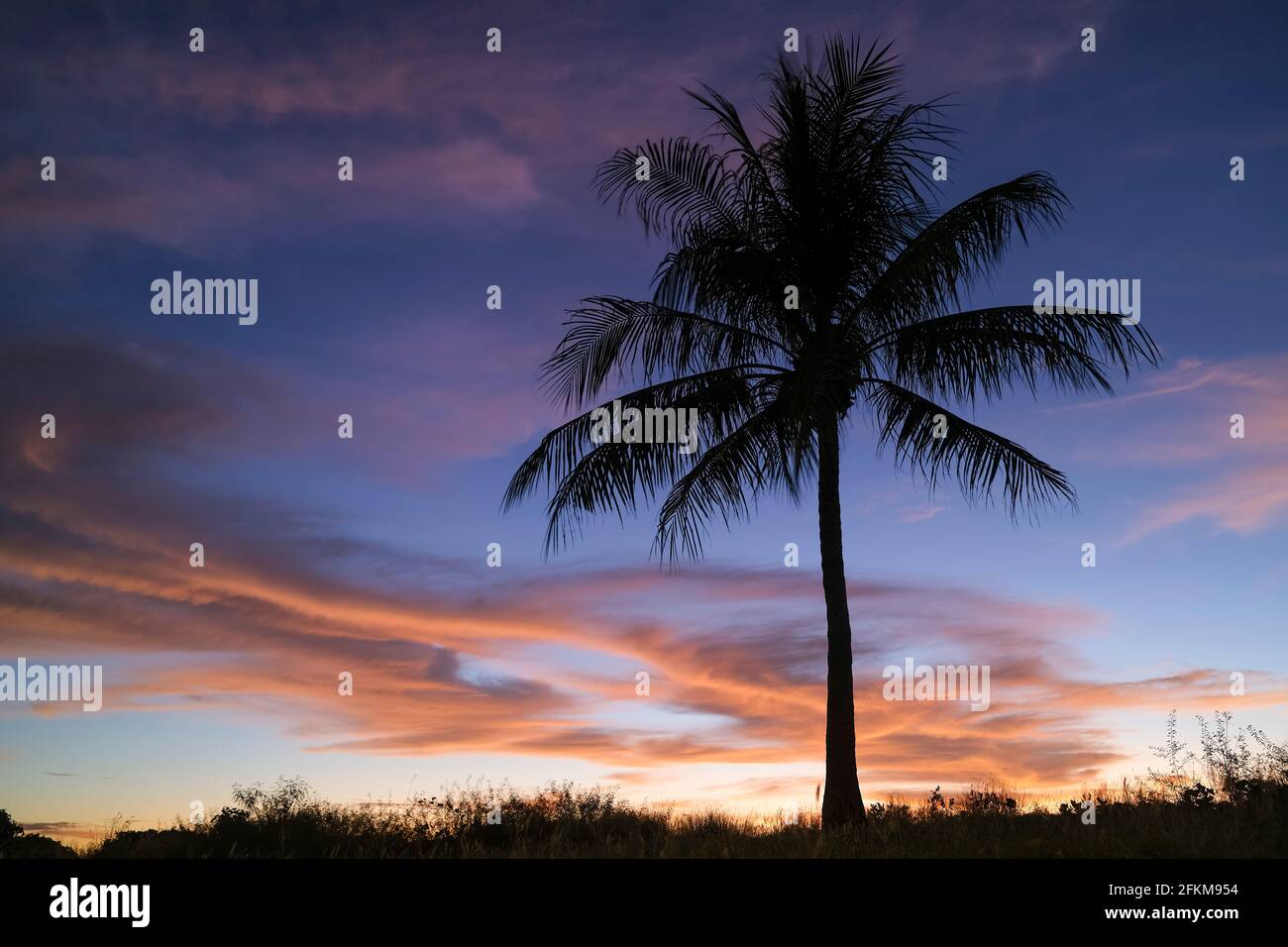 Palmensilouhette bei Sonnenuntergang. Stockfoto