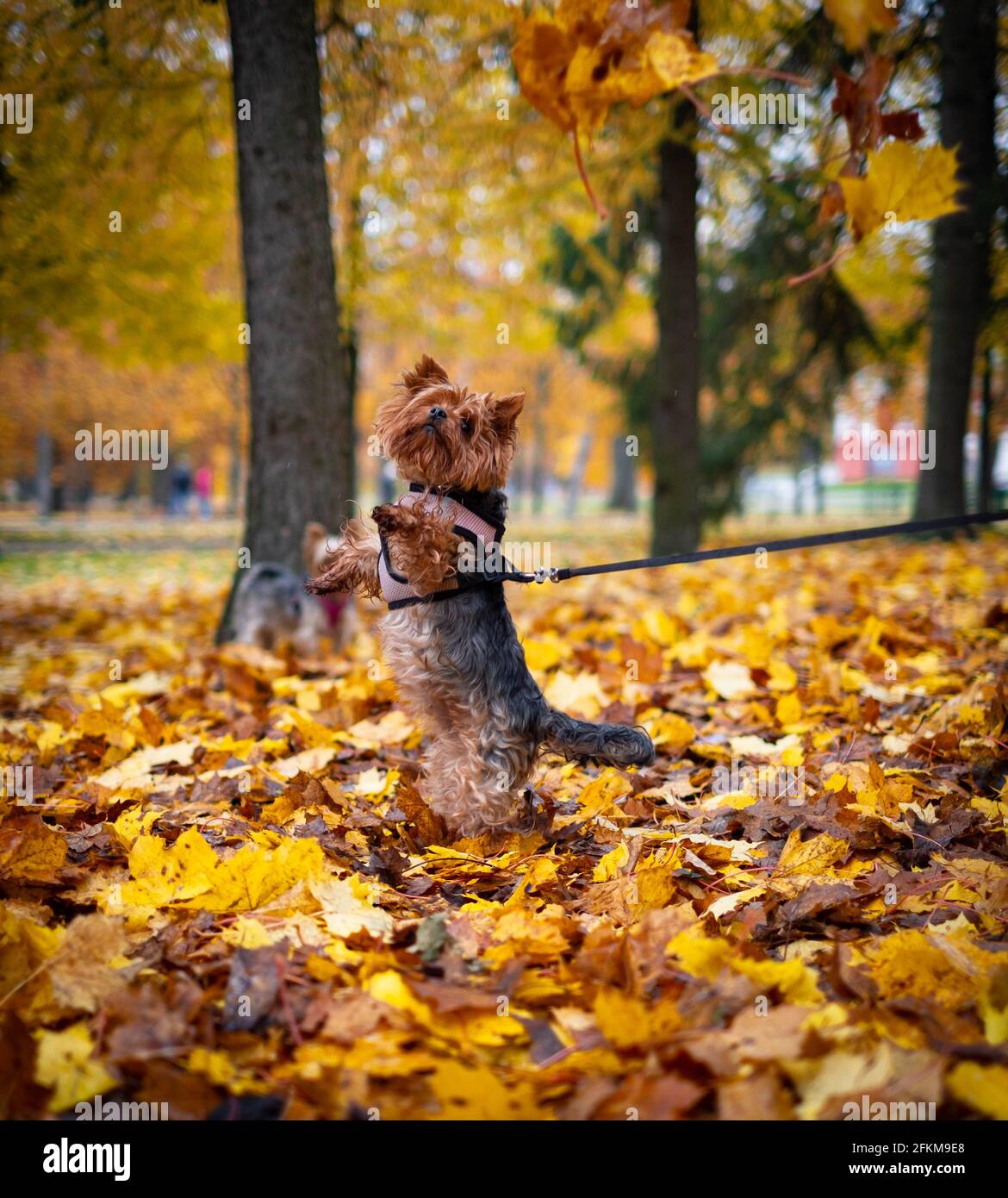 Kleiner Hund springt im Herbst Blätter Stockfoto