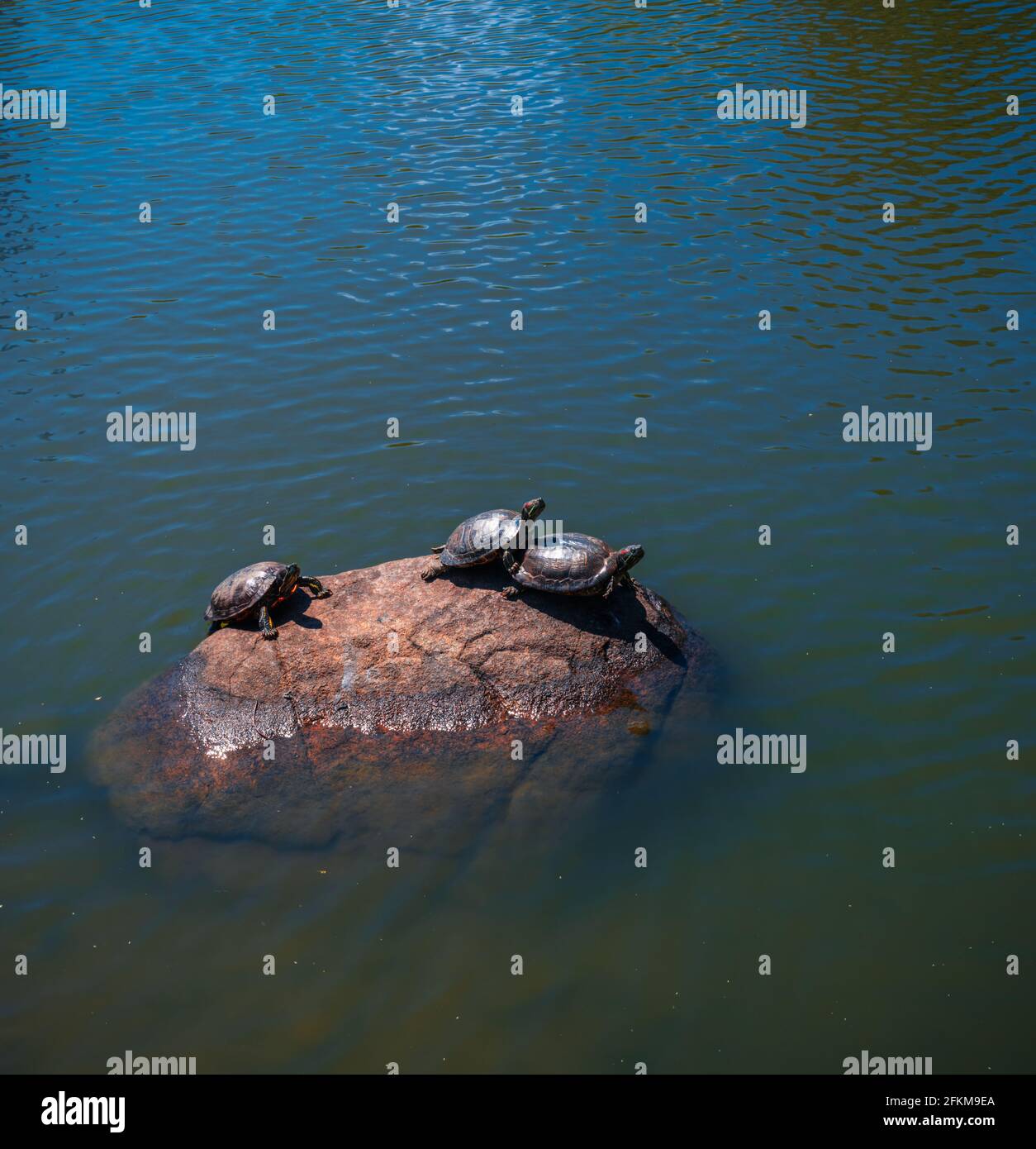 Schildkröten Stein Fluss See Natur Tiere Central Park New york Stockfoto