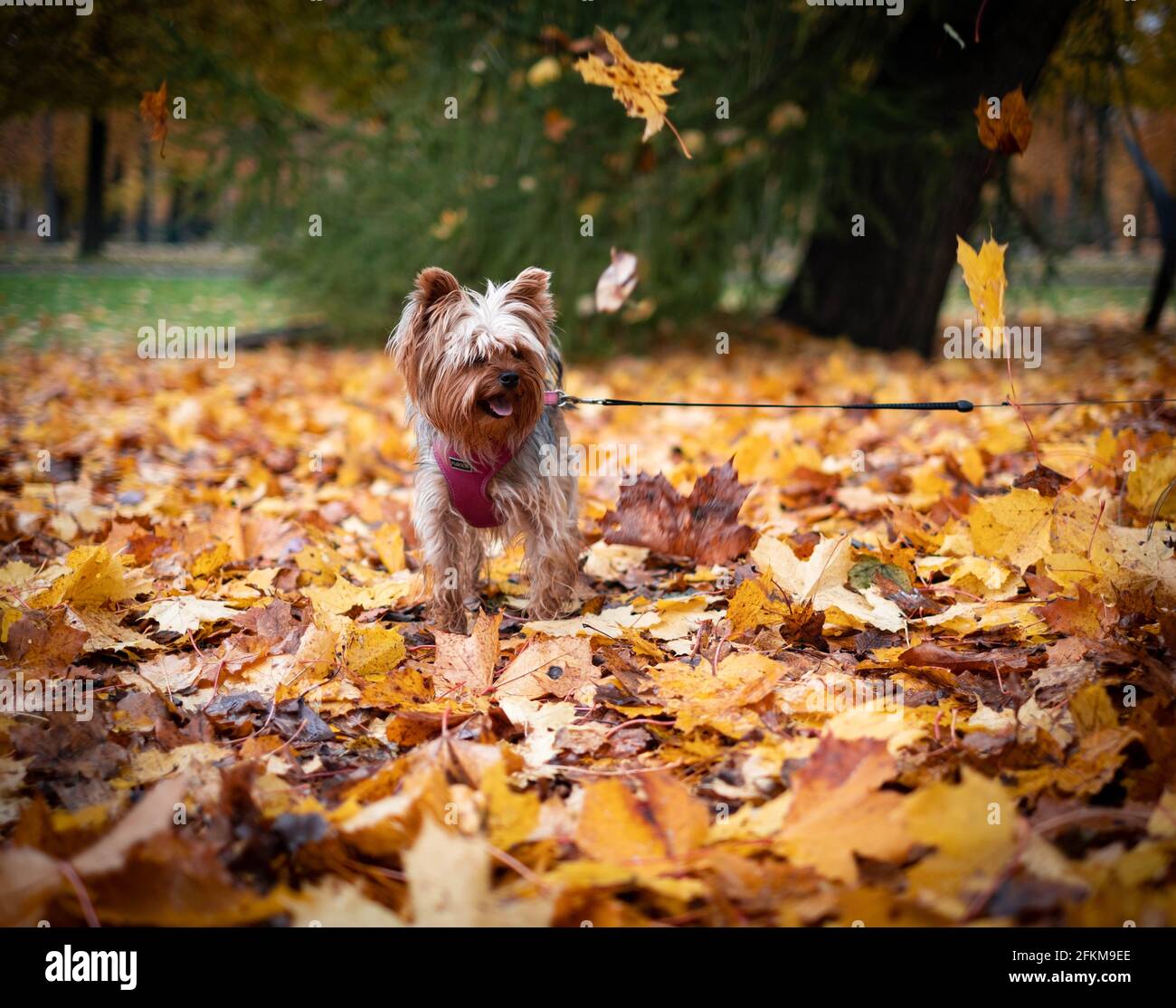 Kleiner Hund und Herbstfarben Stockfoto
