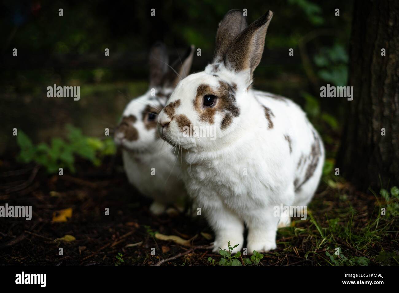 Zwei Hasen, die auf Distanz schauen Stockfoto