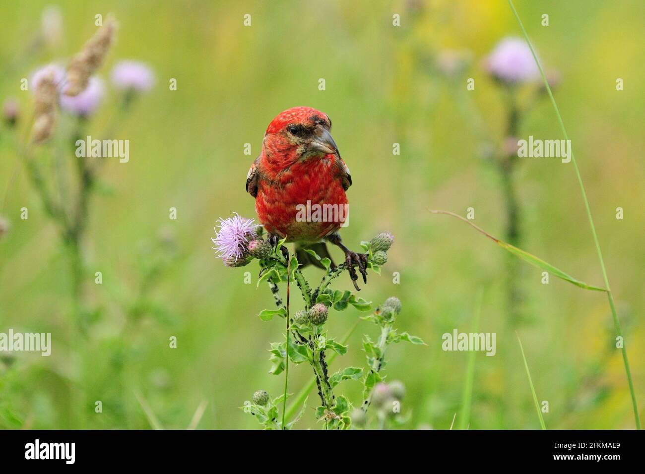 Zweiarrosiger Kreuzschnabel, der auf EINER Wildblume in EINER Wiese ruht Helgoland Island Deutschland an EINEM sonnigen Sommertag Stockfoto