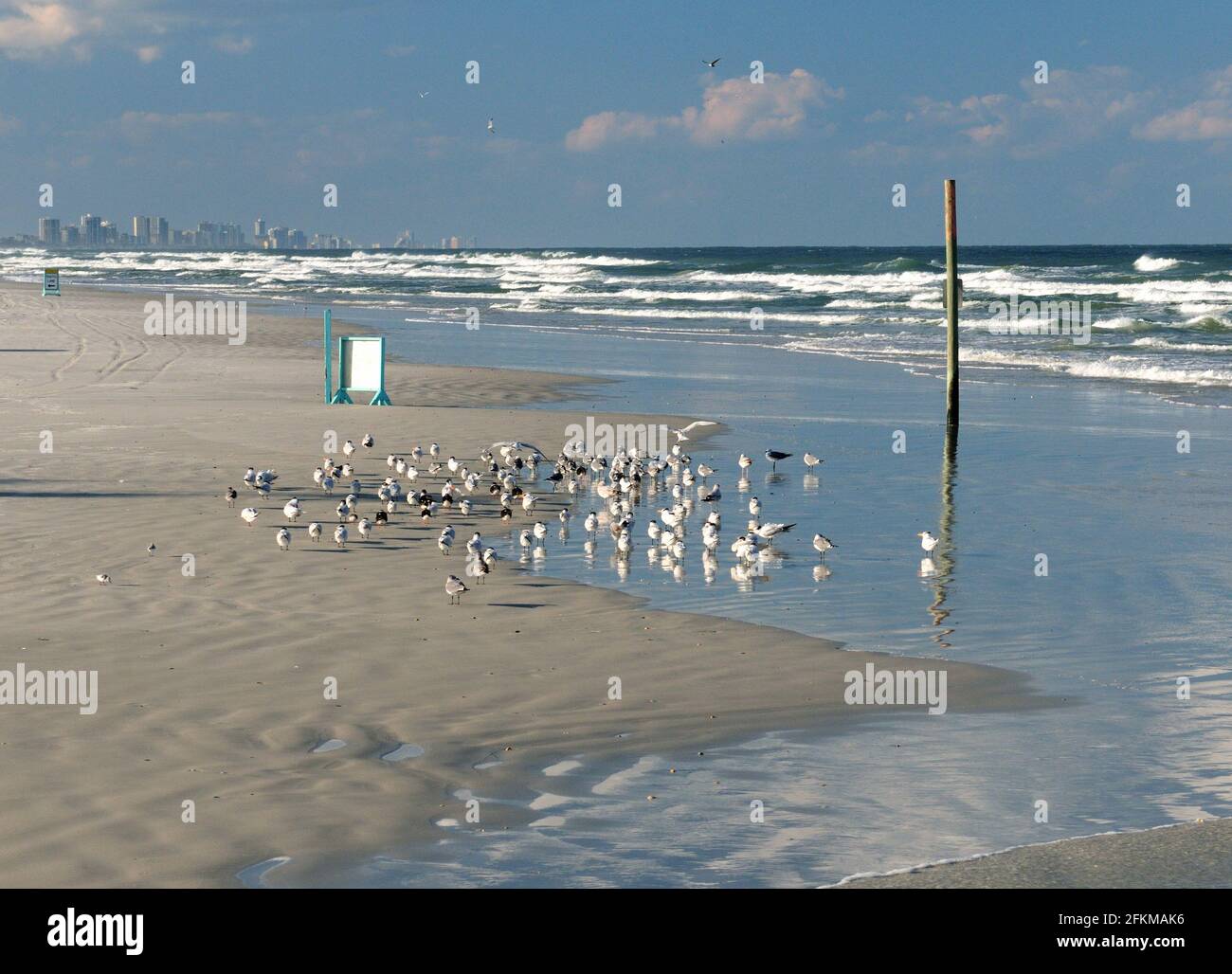 Seevögel Am Strand Von Ponce Inlet Mit Dem Skyline von Dayton Beach Forida im Hintergrund auf EINEM Sonniger Herbsttag Stockfoto