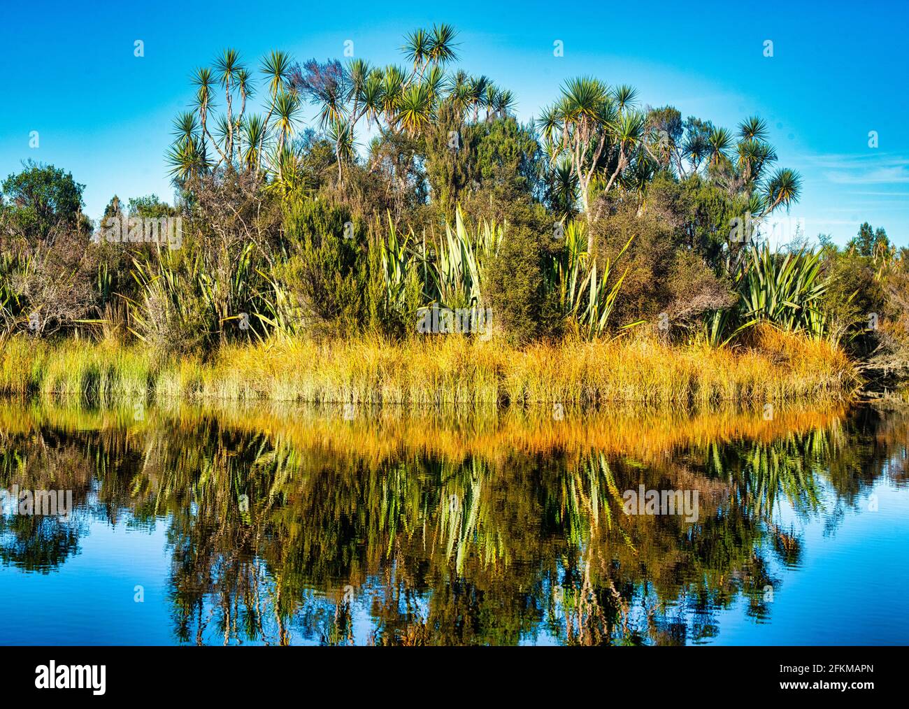 Flachsbüsche, Kohlbäume, Binsen und andere Vegetation spiegeln sich in den stillen Gewässern der Okarito Lagune wider Stockfoto
