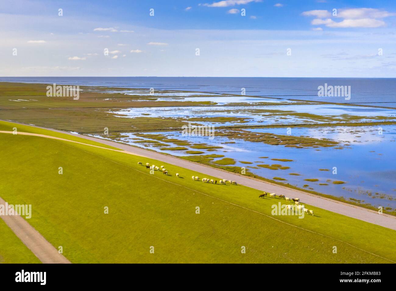 Luftaufnahme von Schafen, die auf dem Meeresdeich im Tidal Marschland Nationalpark und dem Unesco-Welterbe Waddensea in der Provinz Groningen weiden. Netherlan Stockfoto