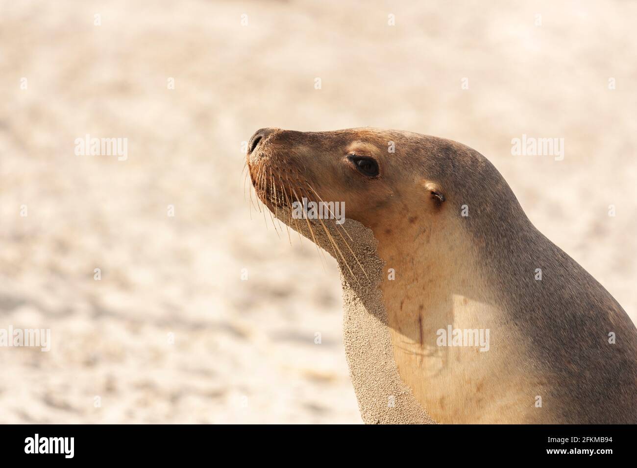 Seitliches Nahaufnahme-Porträt eines australischen Seelöwen-Welpen Der Strand Stockfoto