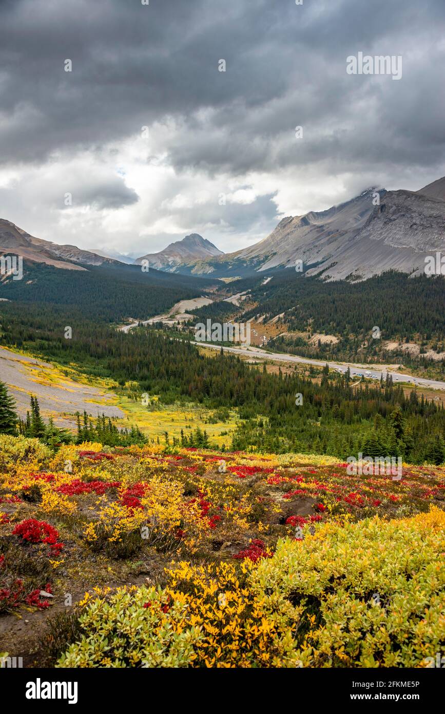 Blick auf Mount Wilcox und Nigel Peak und Wilcox Pass im Herbst, Parker Ridge, Sunwapta Pass, Icefields Parkway, Jasper National Park National Park Stockfoto