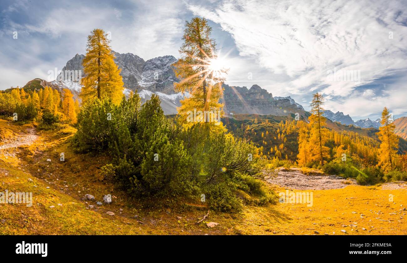 Gelbe Lärchen im Herbst, hinter Lamsenspitze und Schafkarspitze, eng, Gemeinde Hinterriss, Karwendelgebirge, Alpenpark Karwendel, Tirol Stockfoto