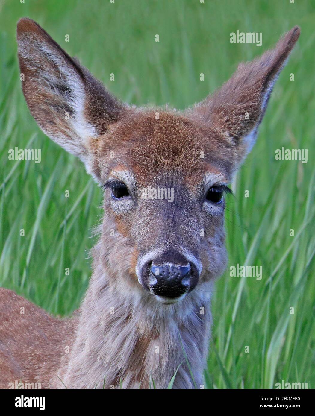 Hirsch-Portrait ins Gras, Quebec, Kanada Stockfoto