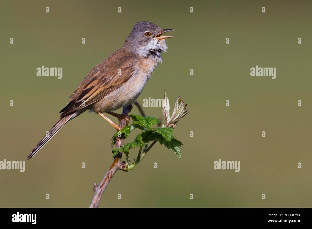 Gewöhnlicher Weißkehlchen (Sylvia communis), männlich, Deutschland Stockfoto