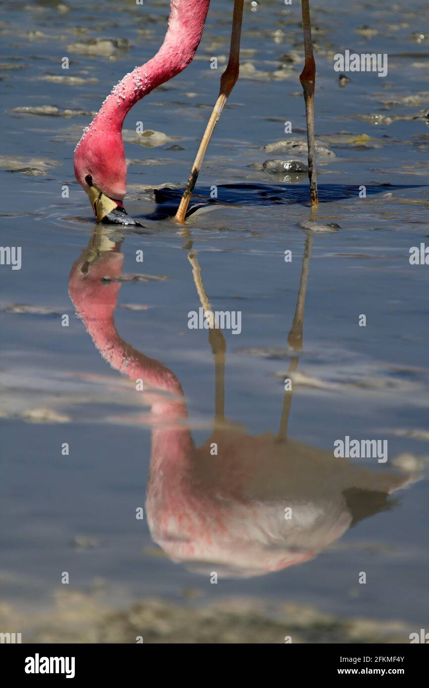 James's Flamingo (Phoenicoparrus jamesi) (Phoenicopterus jamesi), kurz-billed Flamingo, Altiplano, Bolivien Stockfoto