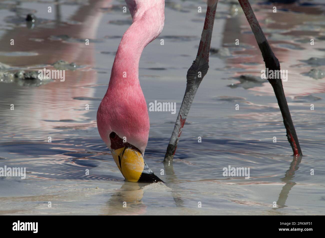 James's Flamingo (Phoenicoparrus jamesi) (Phoenicopterus jamesi), kurz-billed Flamingo, Altiplano, Bolivien Stockfoto
