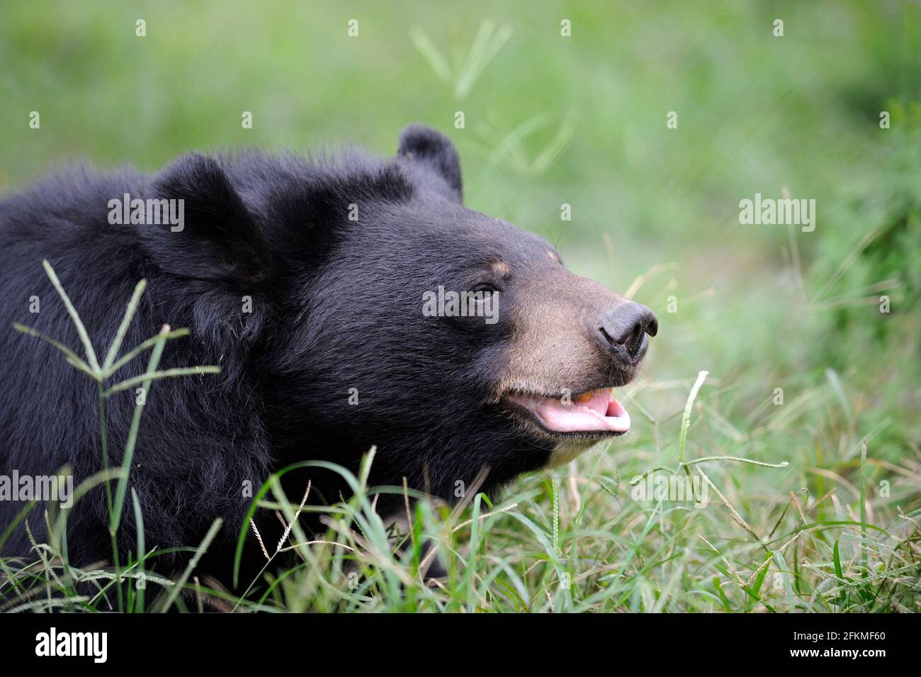 Asiatischer Schwarzbär (Ursus thibetanus) (Selenarctos thibetanus), Mondbär Stockfoto