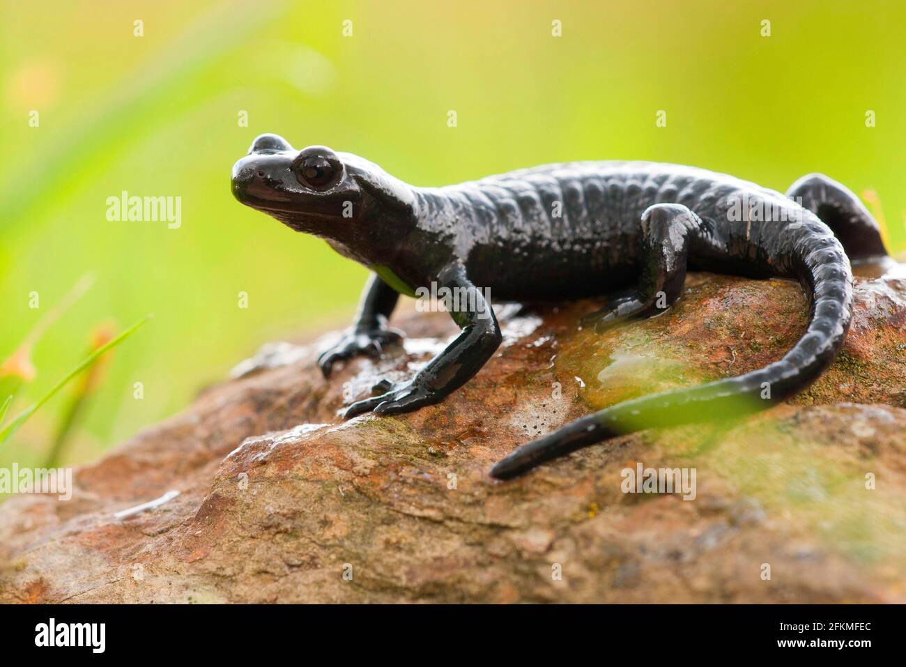 Alpine Salamander (Salamandra atra) Deutschland Stockfoto