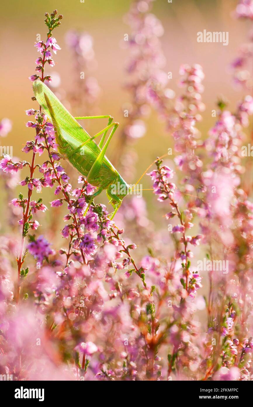 Große große grüne Buschkricket (Tettigonia viridissima) Heide, Rheinland-Pfalz Deutschland Stockfoto