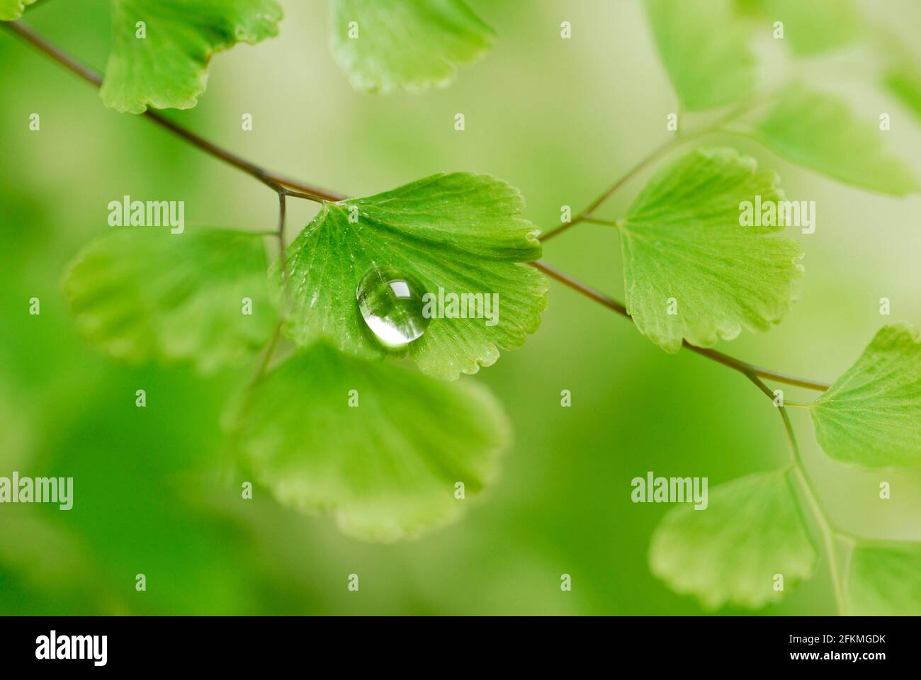 Wassertropfen auf Frauenfarn (Adiantum radianum) Stockfoto