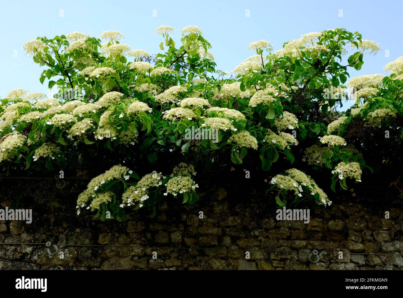 Berg-Hortensie (Hydrangea Serrata) Stockfoto