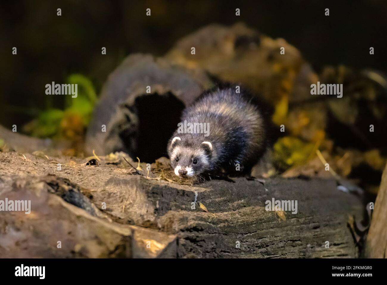 Europäische Polecat (Mustela putorius) in der Nähe von Höhlen in natürlicher Umgebung in der Dunkelheit in der Nacht. Niederlande. Stockfoto