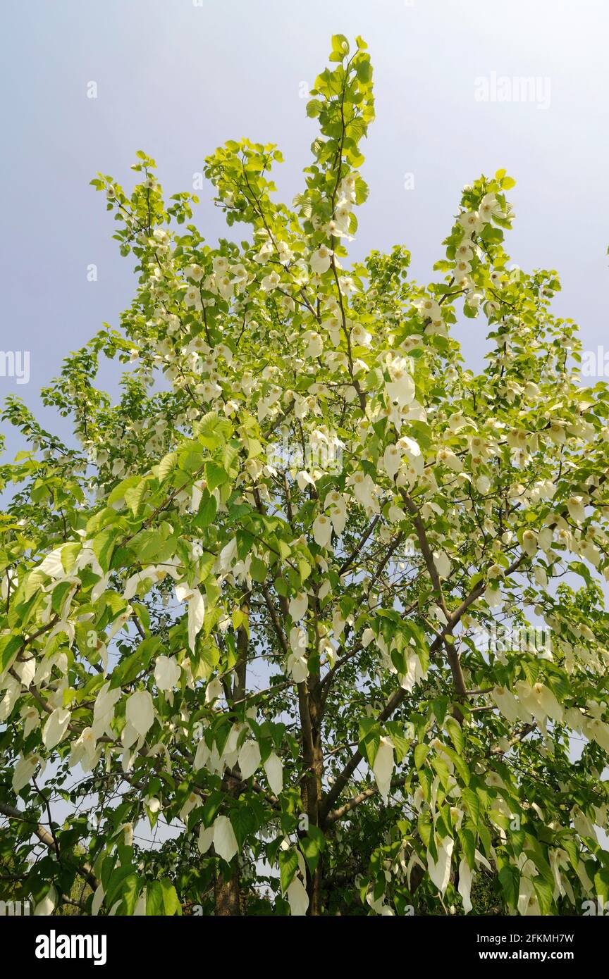 Taubenbaum (Davidia involucrata var.vilmoriniana), Taubenbaum, Familie Tupelo (Nyssaceae) Stockfoto