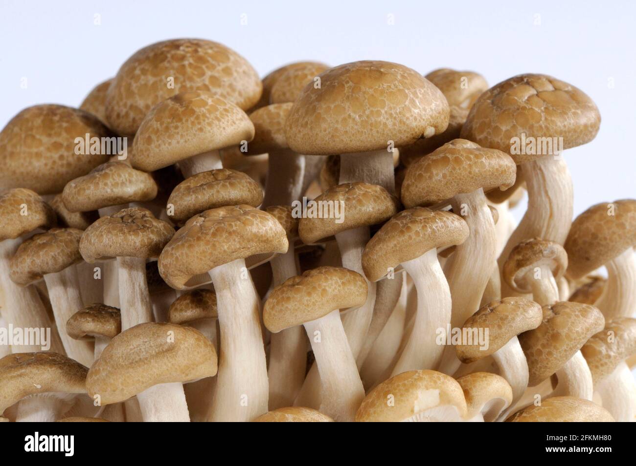 Brauner Buchenpilz (Hypsizygus tesulatus), Shimeji, Buna-Hon Shimeji, Hon-Shimeji, Tomo-Motashi, Braune Muschel Stockfoto