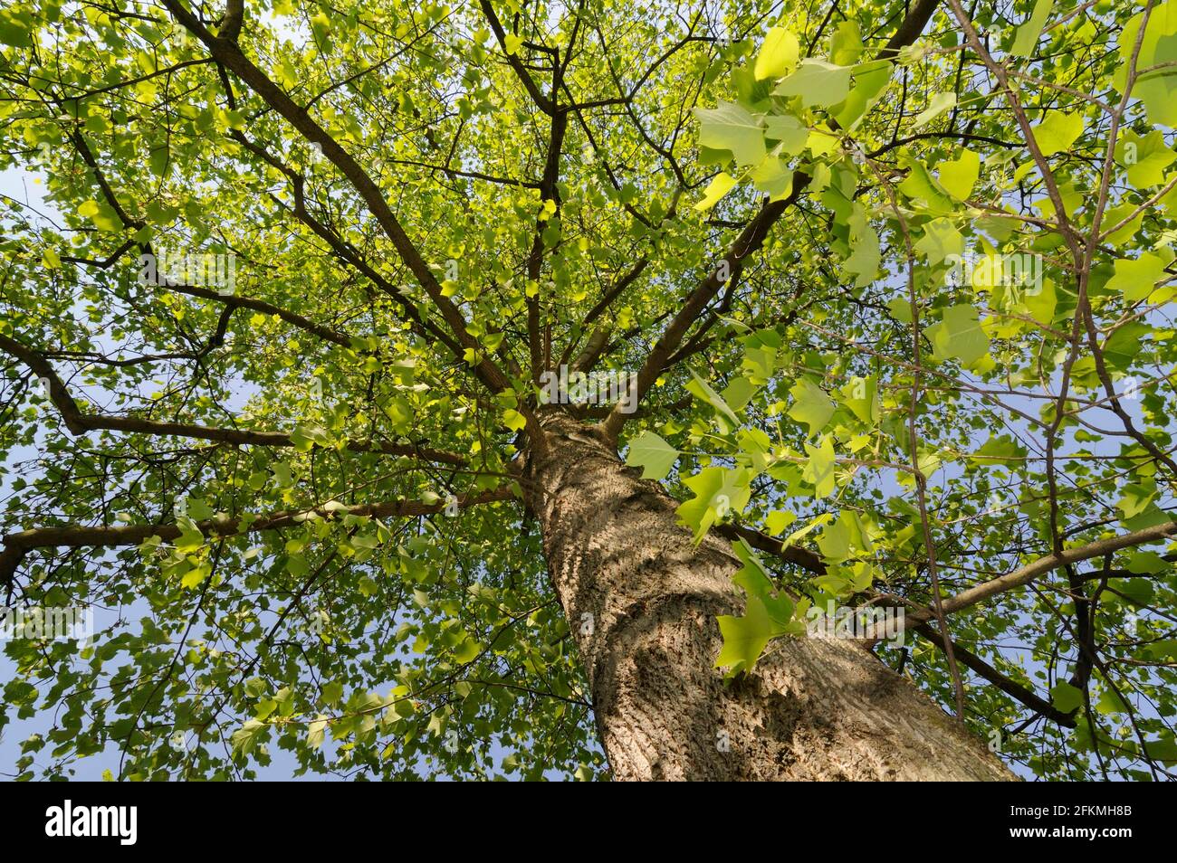 Amerikanischer Tulpenbaum (Liriodendron tulipiferum) Stockfoto