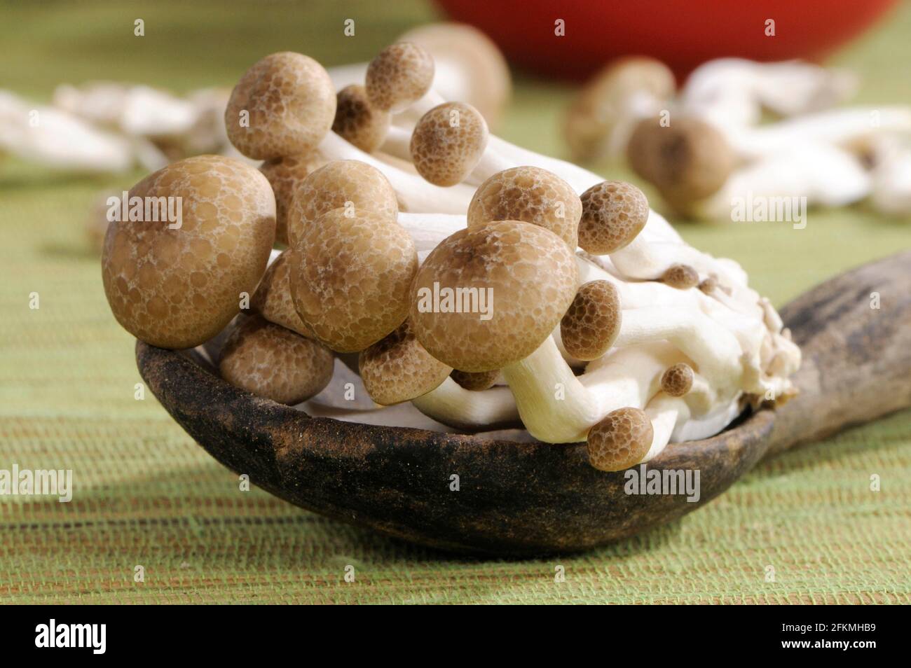 Brauner Buchenpilz (Hypsizygus tesulatus), Shimeji, Buna-Hon Shimeji, Hon-Shimeji, Tomo-Motashi, Braune Muschel Stockfoto