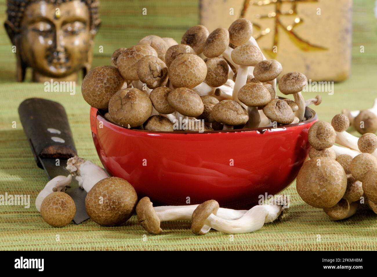 Brauner Buchenpilz (Hypsizygus tesulatus), Shimeji, Buna-Hon Shimeji, Hon-Shimeji, Tomo-Motashi, Braune Muschel Stockfoto