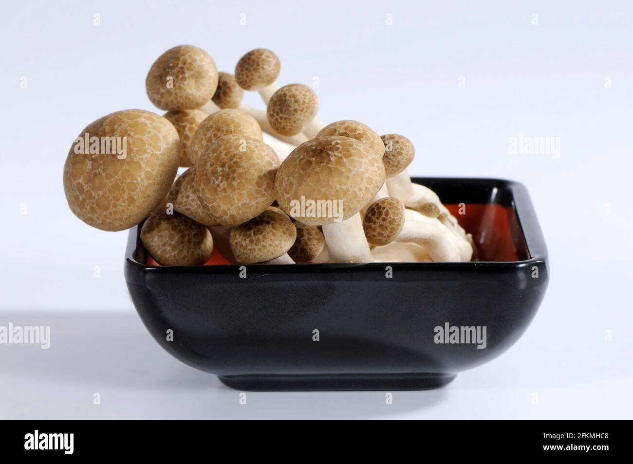 Brauner Buchenpilz (Hypsizygus tesulatus), Shimeji, Buna-Hon Shimeji, Hon-Shimeji, Tomo-Motashi, Braune Muschel Stockfoto