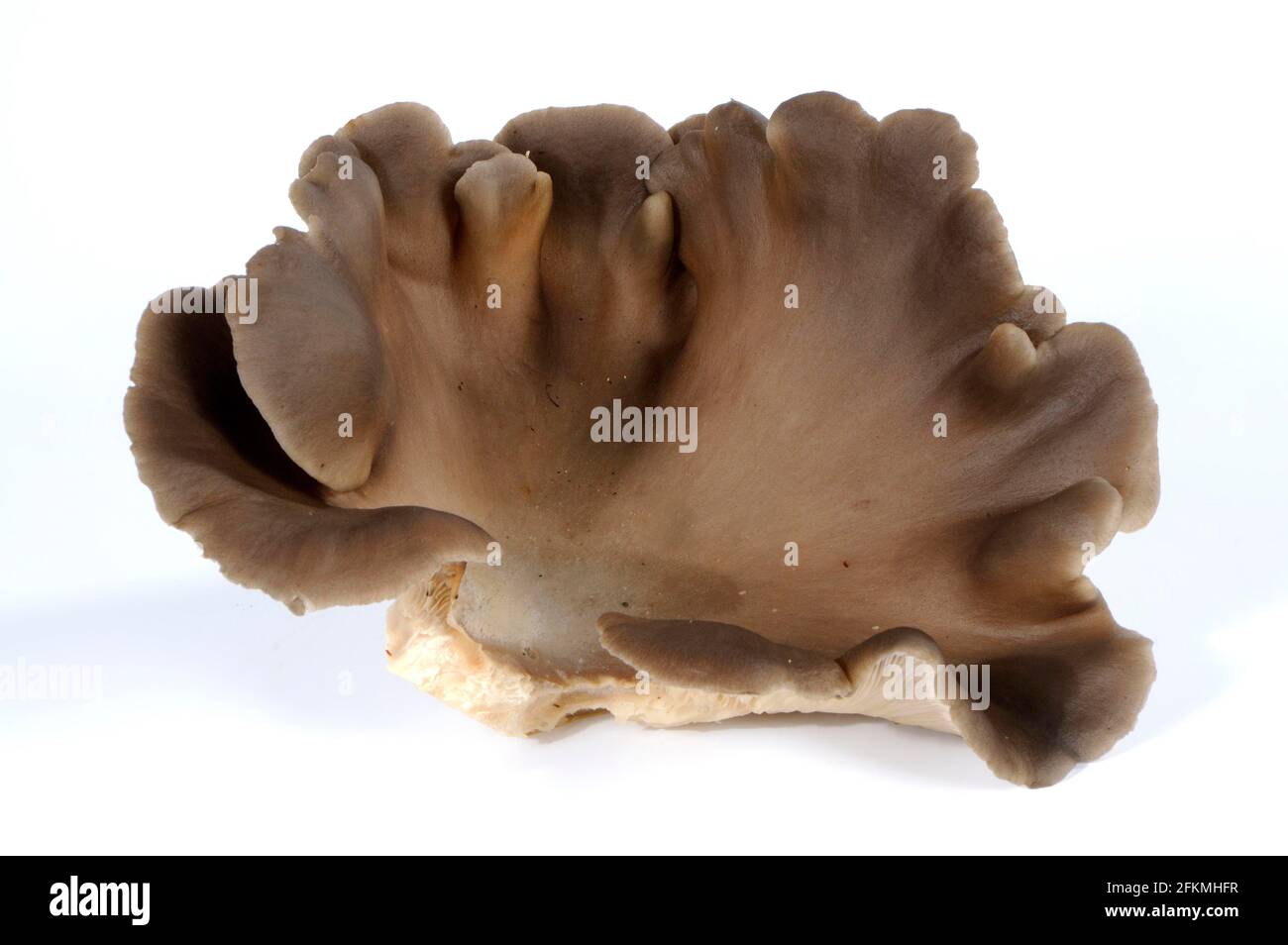 Austernpilz (Pleurotus Ostreatus) Stockfoto