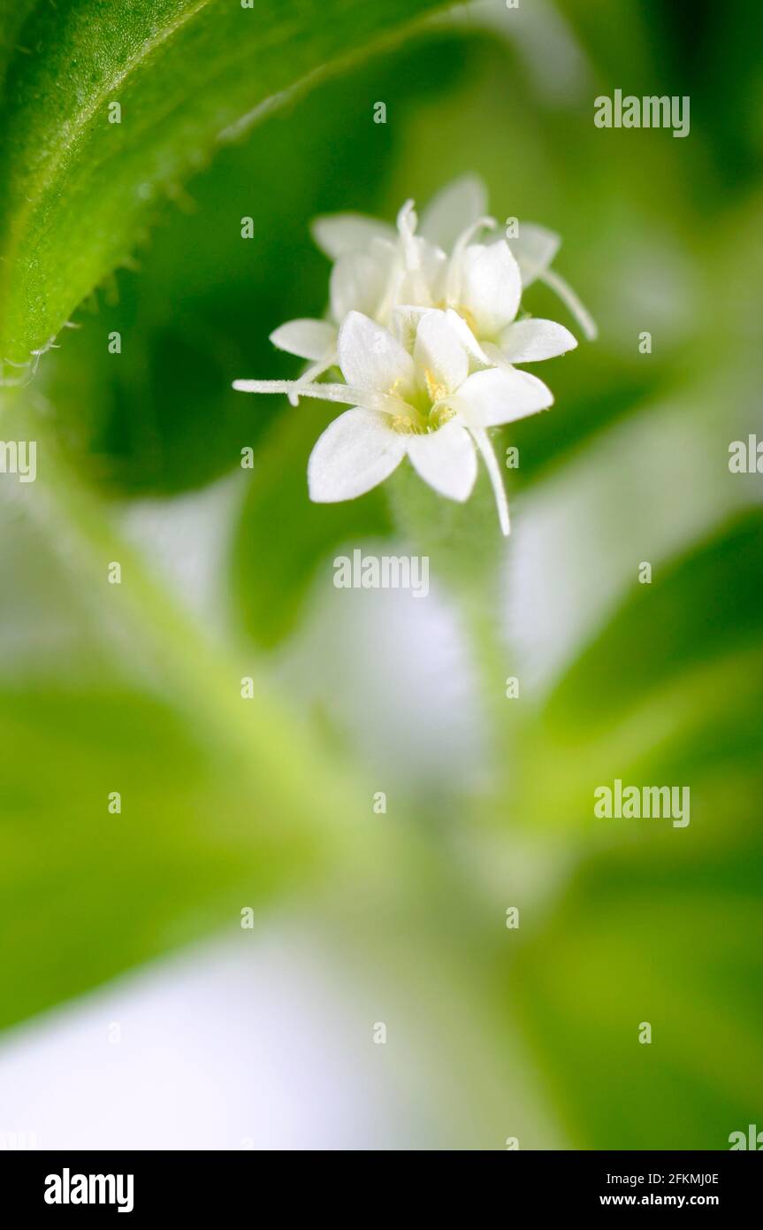 Süßes Kraut, Zuckerblatt (Stevia rebaudiana), Zuckerpflanze Stockfoto