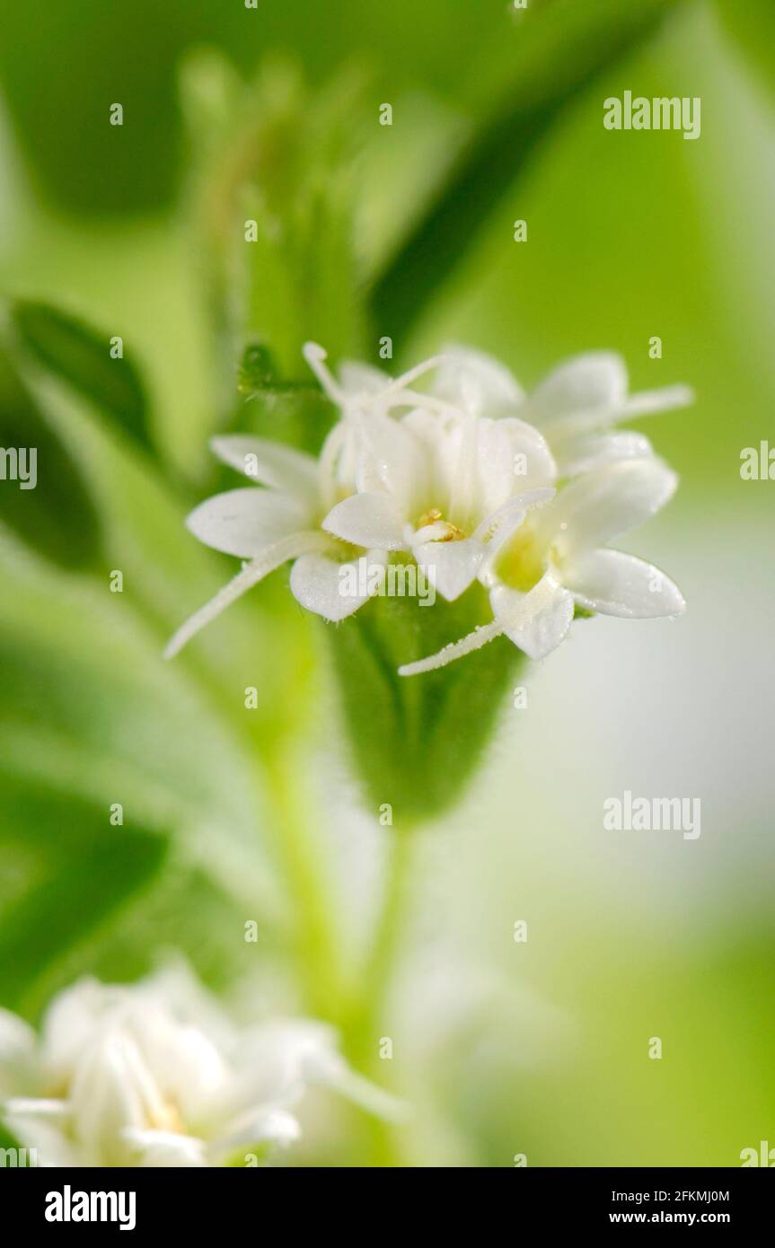 Süßes Kraut, Zuckerblatt (Stevia rebaudiana), Zuckerpflanze Stockfoto