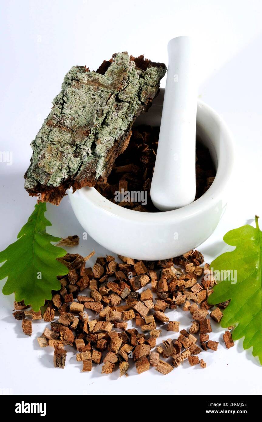 Englische Eiche (Quercus robur), Rinde, Eichenrinde, Mörtel Stockfoto