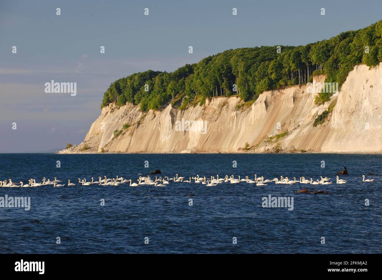 Stumme Schwäne (Cygnus olor) stummer Schwan, Kreideküste, Nationalpark Jasmund, Insel Rügen, Mecklenburg-Vorpommern, Deutschland Stockfoto