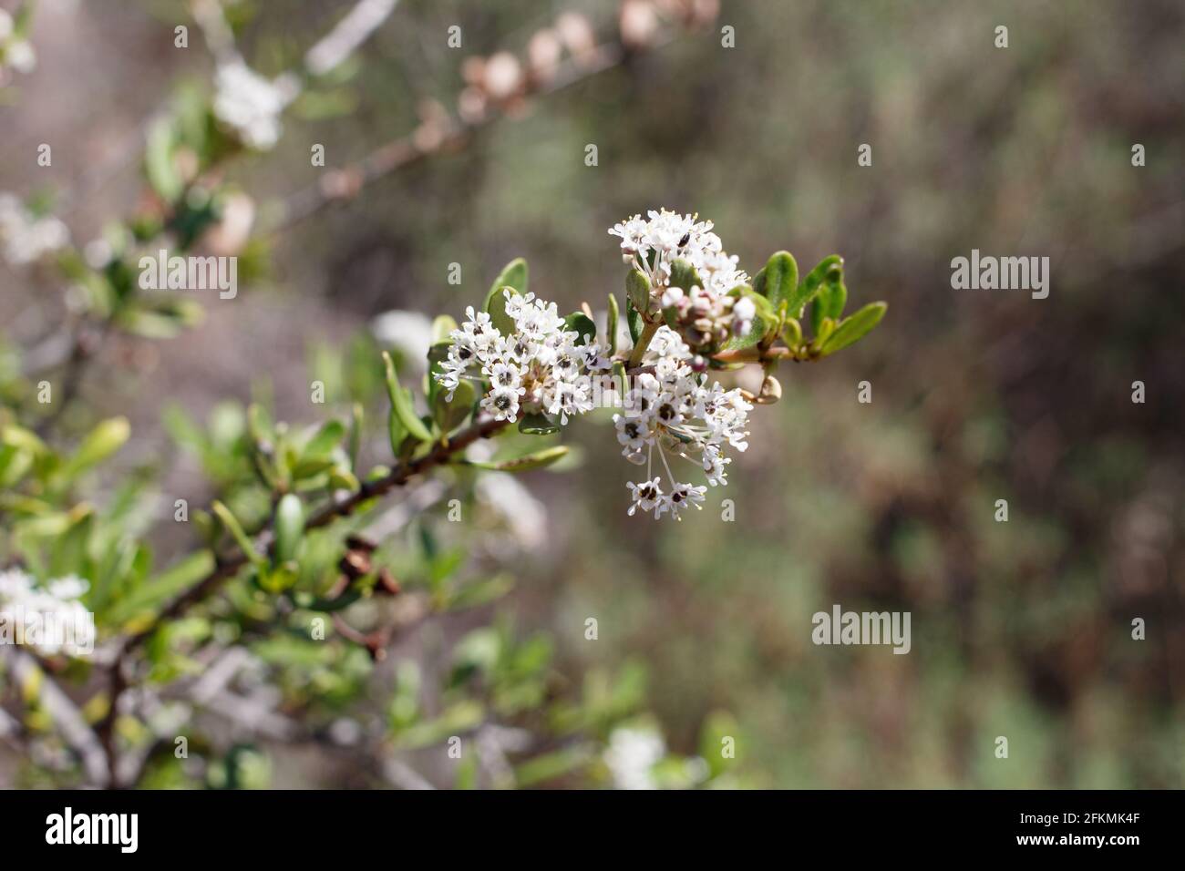 Axilläre und terminale Blütenstände von Wedgeleaf Buckbrush, Ceanothus Cuneatus, Rhamnaceae, in den Santa Monica Mountains beheimatet, Winter. Stockfoto