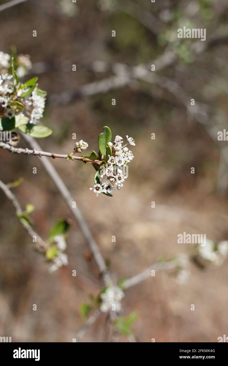 Axilläre und terminale Blütenstände von Wedgeleaf Buckbrush, Ceanothus Cuneatus, Rhamnaceae, in den Santa Monica Mountains beheimatet, Winter. Stockfoto