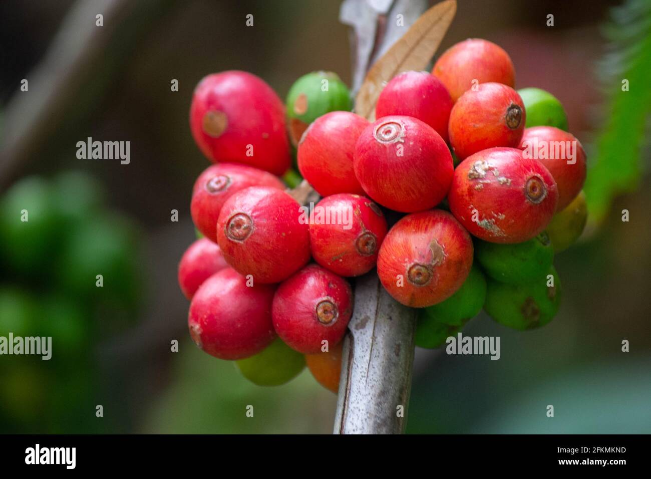 laos Kaffee, pakxong Kaffee Früchte Landwirtschaft in asien Stockfoto