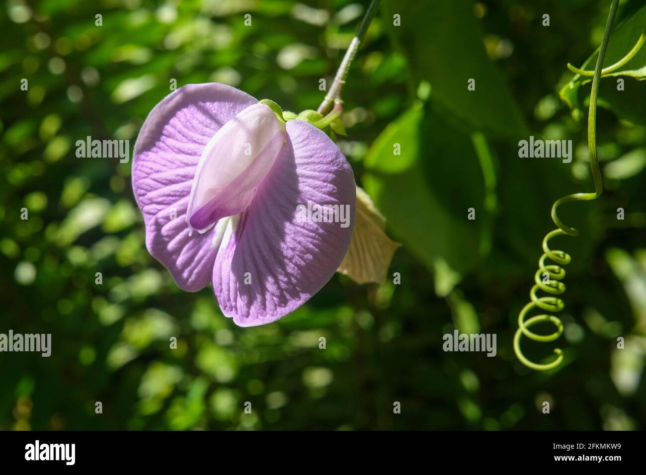 Centrosema virginianum Blume, gemeinhin als gespornte Schmetterlingserbse bezeichnet Stockfoto