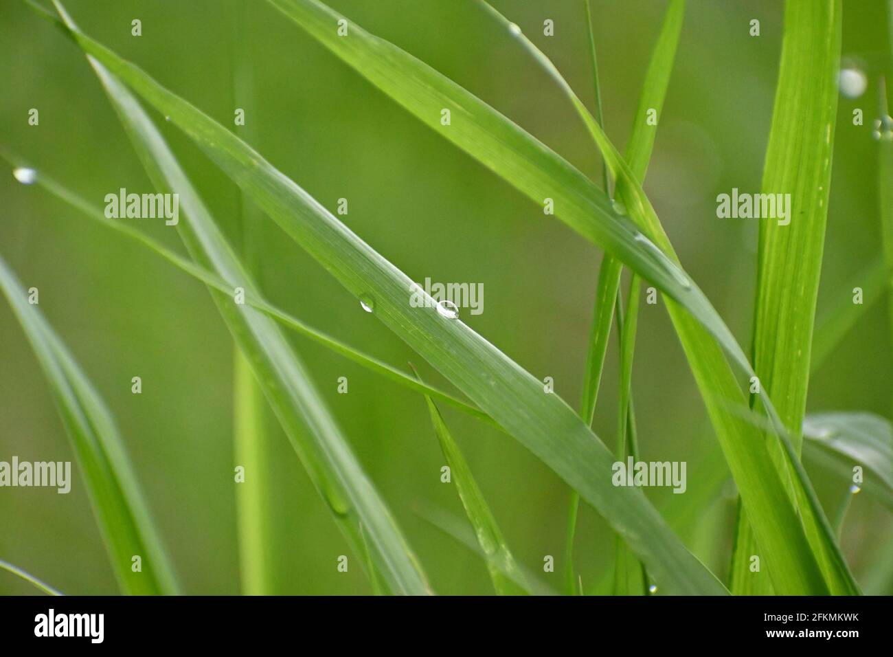 Regen fällt auf Grashalme Stockfoto