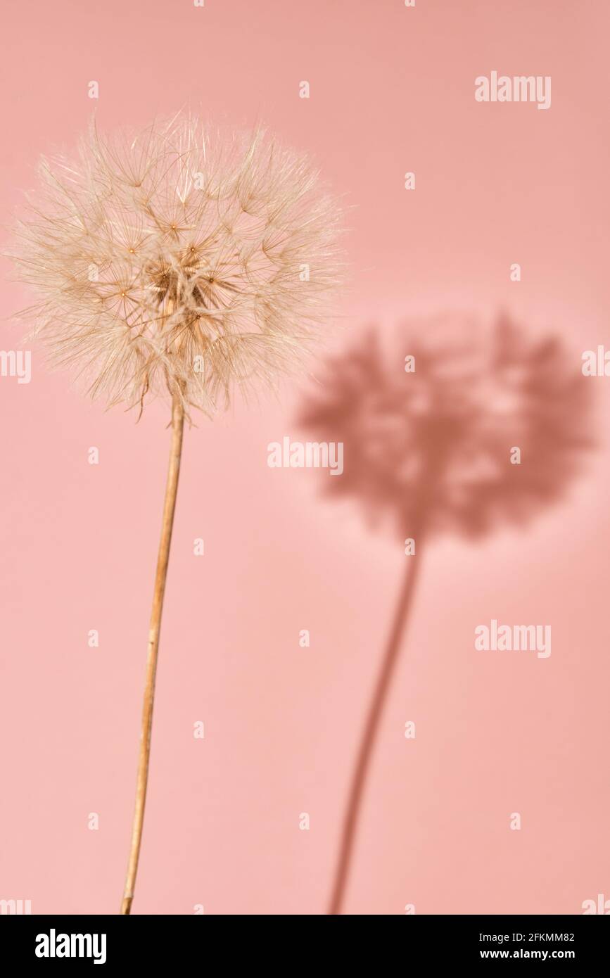 Flauschige Nelken-Blume mit Knospen auf rosa Hintergrund Stockfoto