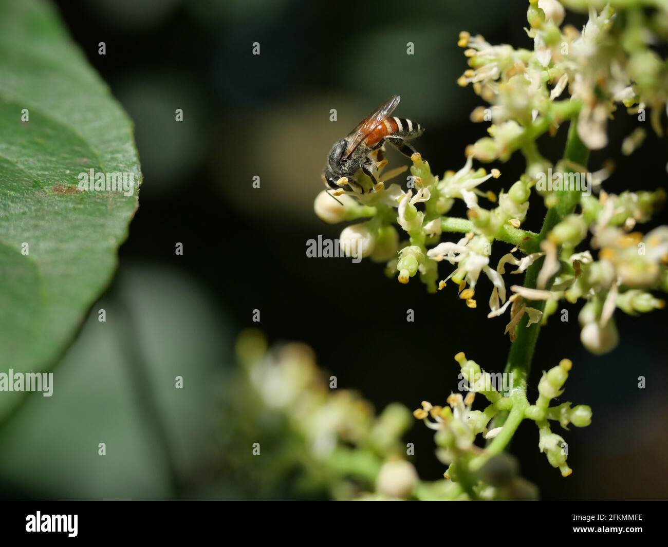 Honigbiene sammelt Pollen, die Nektar auf der Clausena Harmandiana-Blüte suchen Mit natürlichem Grün und schwarzem Hintergrund Stockfoto