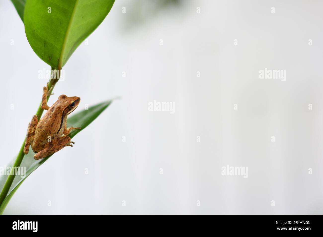 Ein gewöhnlicher Baumfrosch, der auf einem grünen Blatt sitzt Stockfoto