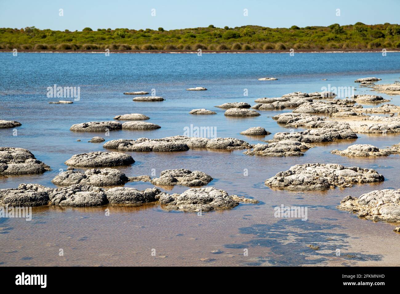 Stromatolithe am Lake Thetis, Cervantes, Westaustralien. Stromatolithen sind die ältesten lebenden Lebensformen auf unserem Planeten Stockfoto