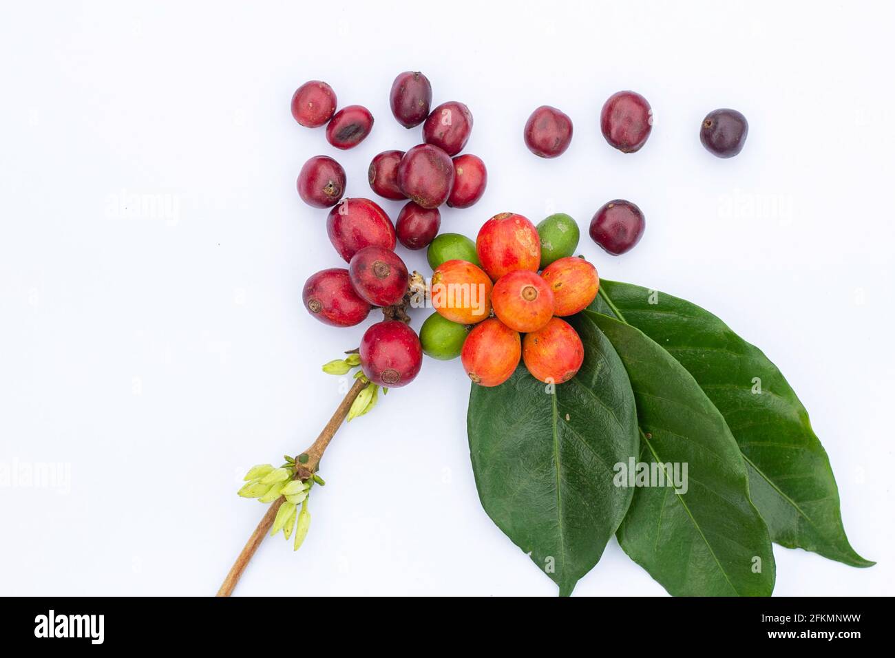 laos Kaffee, pakxong Kaffee Obst Landwirtschaft in asien, Kaffee laos auf weißem Hintergrund Stockfoto