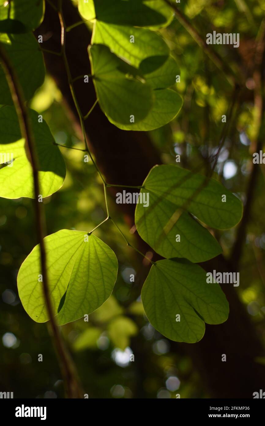 Blätter des Schmetterlingsbaums. Hintergrundbeleuchtung. Stockfoto