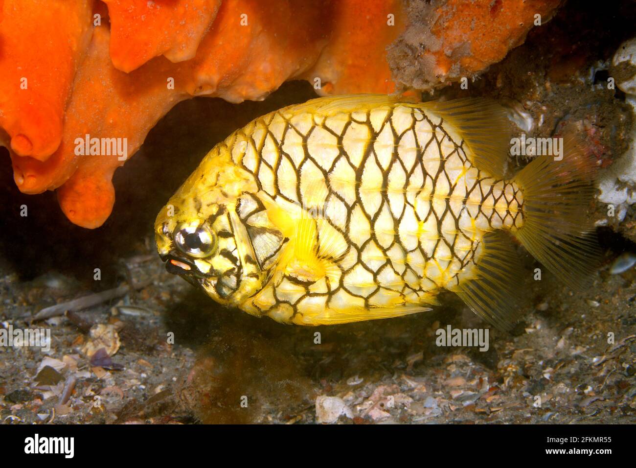 Pineapplefish, Cleidous gloriamaris, auch bekannt als der Knightfish, hat ein Paar roter biolumineszierender Organe unter jedem Auge am Unterkiefer. Stockfoto